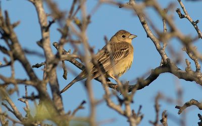 Black-headed bunting (Emberiza melanocephala)