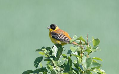 Black-headed bunting