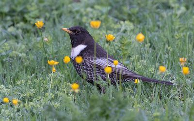 Alpine ring ouzel (Turdus torquatus alpestris)