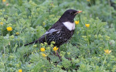Alpine ring ouzel (Turdus torquatus alpestris)