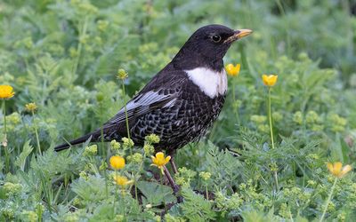 Alpine ring ouzel (Turdus torquatus alpestris)