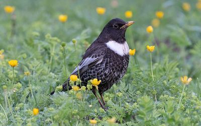 Alpine ring ouzel (Turdus torquatus alpestris)