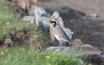 Balkan horned lark (Eremophila alpestris balcanica)