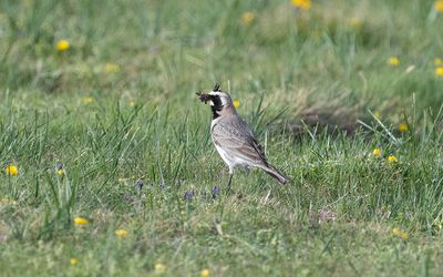 Balkan horned lark (Eremophila alpestris balcanica)