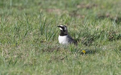 Balkan horned lark (Eremophila alpestris balcanica)