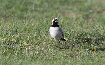 Balkan horned lark (Eremophila alpestris balcanica)