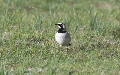 Balkan horned lark (Eremophila alpestris balcanica)