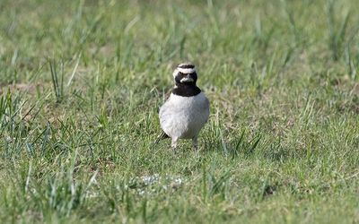 Balkan horned lark (Eremophila alpestris balcanica)