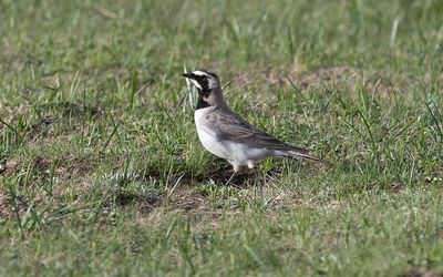 Balkan horned lark (Eremophila alpestris balcanica)