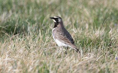 Balkan horned lark