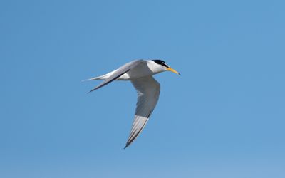 Little tern