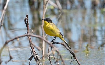 Black-headed wagtail (Motacilla flava feldegg)
