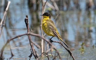 Black-headed wagtail (Motacilla flava feldegg)