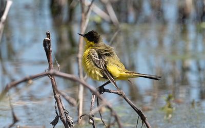Black-headed wagtail (Motacilla flava feldegg)
