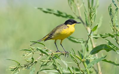 Black-headed wagtail (Motacilla flava feldegg)