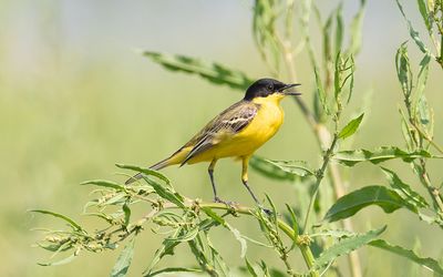 Black-headed wagtail (Motacilla flava feldegg)