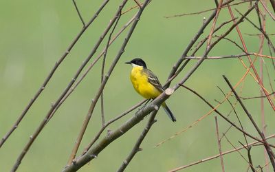 Black-headed wagtail (Motacilla flava feldegg)