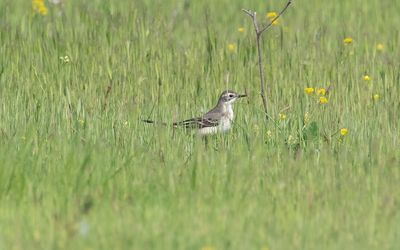 Black-headed wagtail (Motacilla flava feldegg)