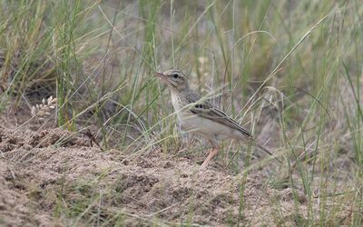 Tawny pipit (Anthus campestris)