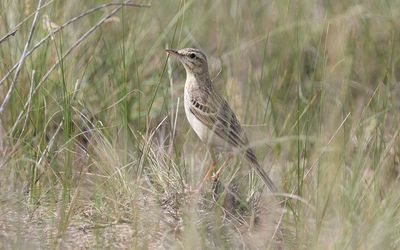 Tawny pipit (Anthus campestris)