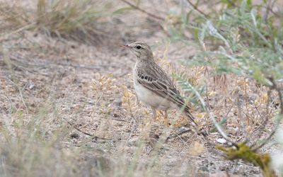 Tawny pipit (Anthus campestris)