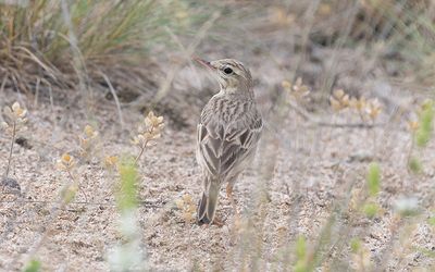Tawny pipit (Anthus campestris)
