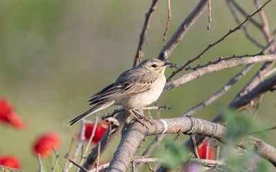 Tawny pipit (Anthus campestris)