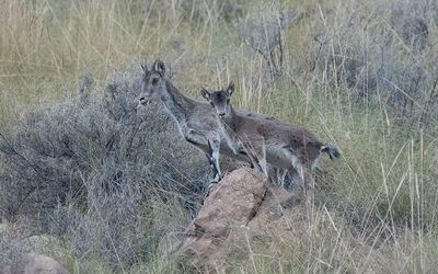 Southeastern Spanish ibex (Capra pyrenaica hispanica)