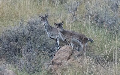 Southeastern Spanish ibex (Capra pyrenaica hispanica)