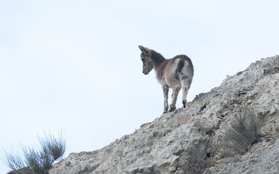 Southeastern Spanish ibex (Capra pyrenaica hispanica)