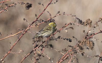 European serin