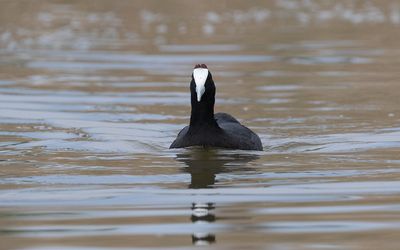Red-knobbed coot (Fulica cristata)