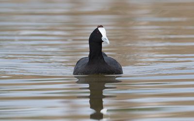 Red-knobbed coot (Fulica cristata)