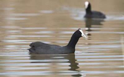 Red-knobbed coot (Fulica cristata)