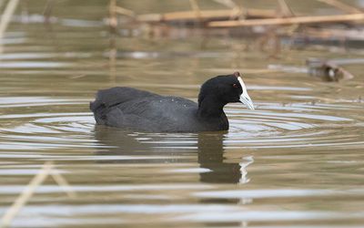 Red-knobbed coot (Fulica cristata)