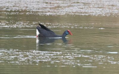 Western swamphen (Porphyrio porphyrio)