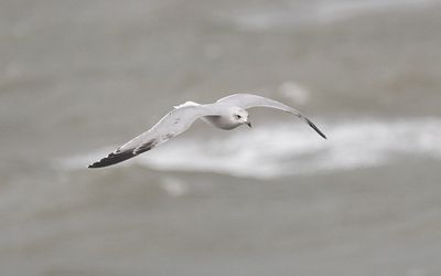 Audouin's gull (Ichthyaetus audouinii)