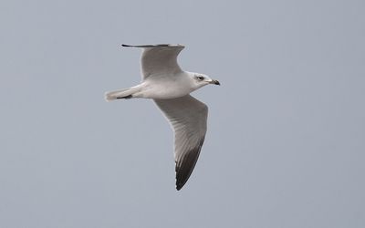 Audouin's gull (Ichthyaetus audouinii)