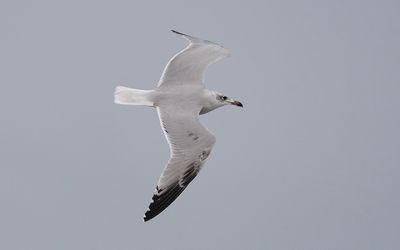 Audouin's gull