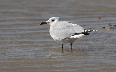 Audouin's gull (Ichthyaetus audouinii)