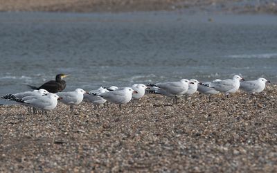 Audouin's gull (Ichthyaetus audouinii)