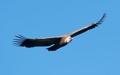 Eurasian griffon vulture (Gyps fulvus)