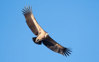 Eurasian griffon vulture (Gyps fulvus)
