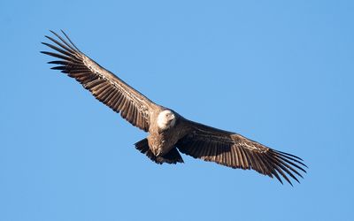 Eurasian griffon vulture (Gyps fulvus)