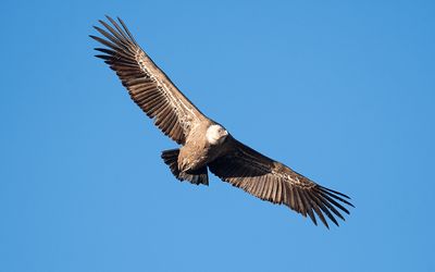 Eurasian griffon vulture (Gyps fulvus)