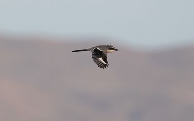 Iberian grey shrike (Lanius meridionalis)