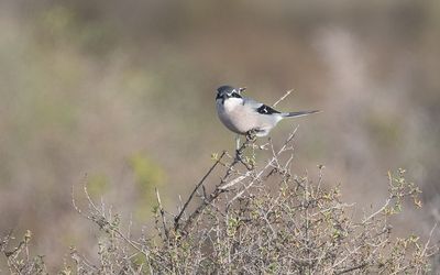 Iberian grey shrike (Lanius meridionalis)
