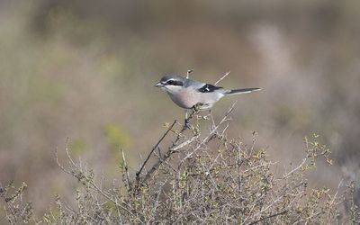 Iberian grey shrike