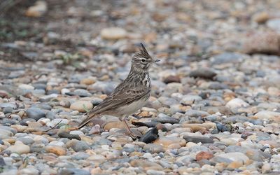 Thekla's lark (Galerida theklae)
