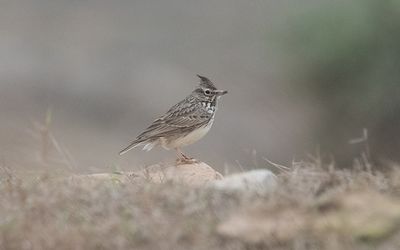 Thekla's lark (Galerida theklae)